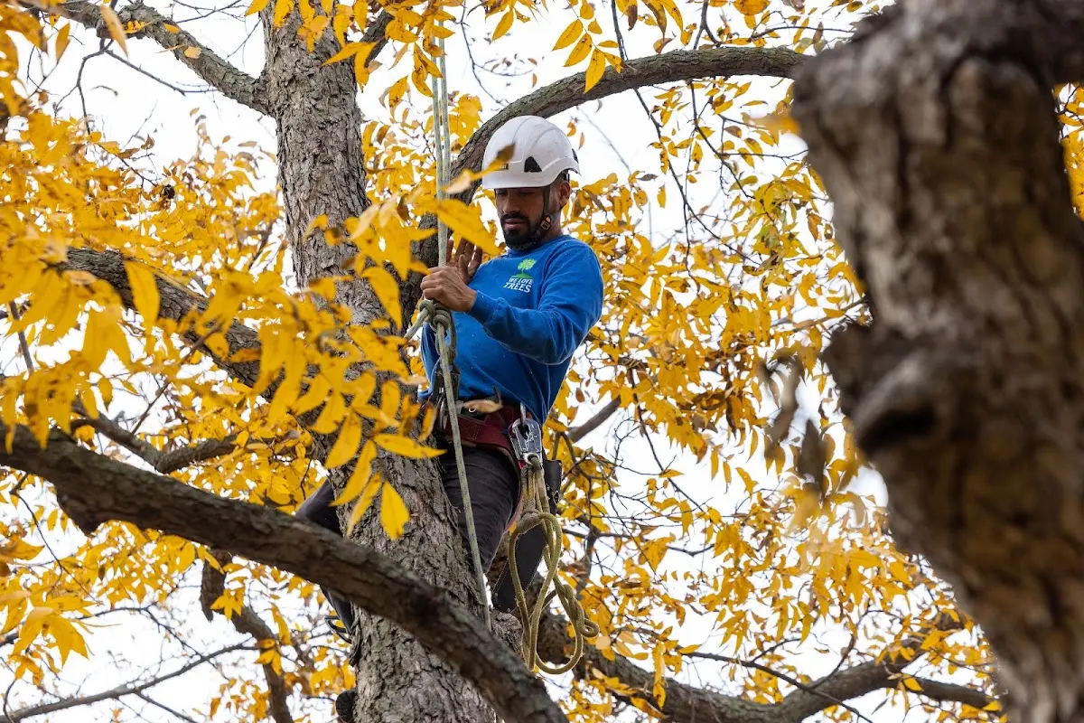 Skilled Tree Planing crew working in Stratford